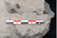Foto (Detailansicht) von Pterophyllum longifolium Br. (NHMW-GEO-2024-0188-10623)